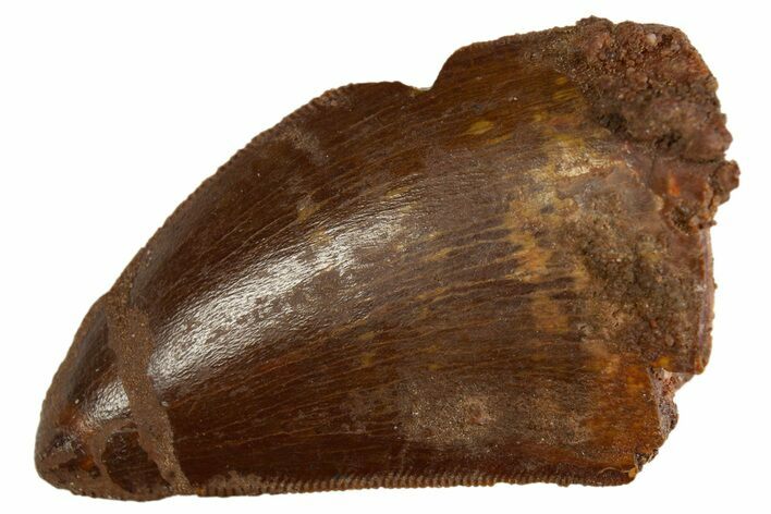 Serrated, Carcharodontosaurus Tooth - Real Dinosaur Tooth #308361